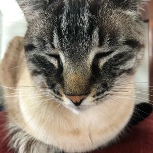 Meet your Posher, Maya